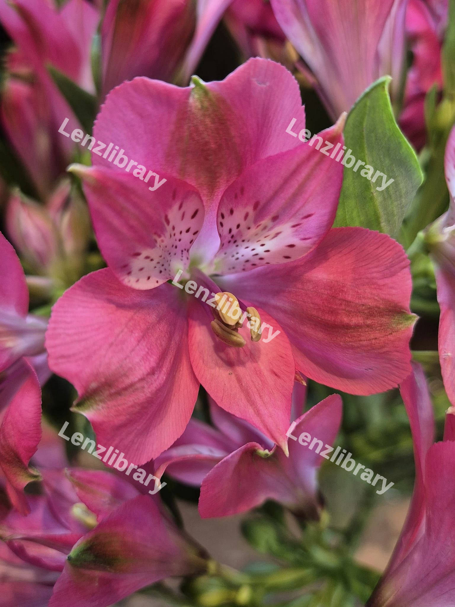 Pink Alstroemeria Inca Flower